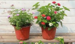 戈雅工厂爆料视频大全最新,揭秘神秘工厂背后的秘密与奇迹