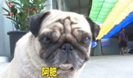 巴哥最新爆料新闻事件,最新热点事件背后真相曝光